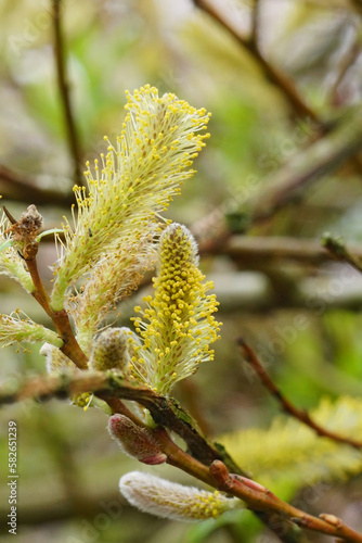 Vertical closeup on the yellow pollen of a male Crack willow shrub, Salix fragilis