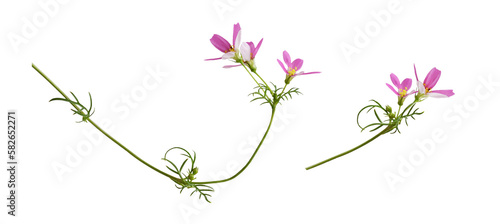 Set of pink cosmos flowers isolated on white or transparent background