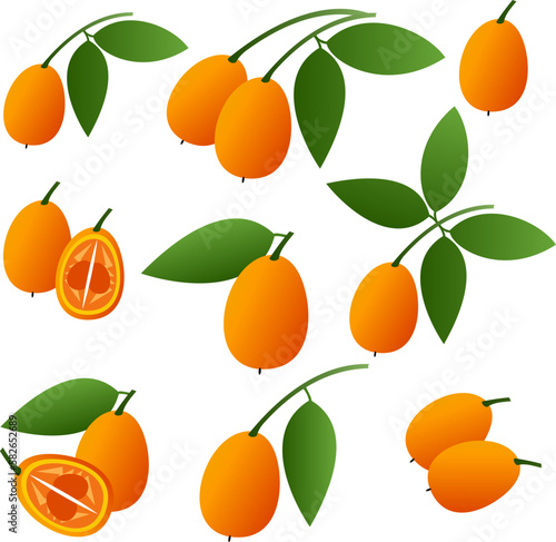 kumquat isolated on white background. Bright vector illustration of colorful half and whole of juicy kumquat. Fresh cartoon.