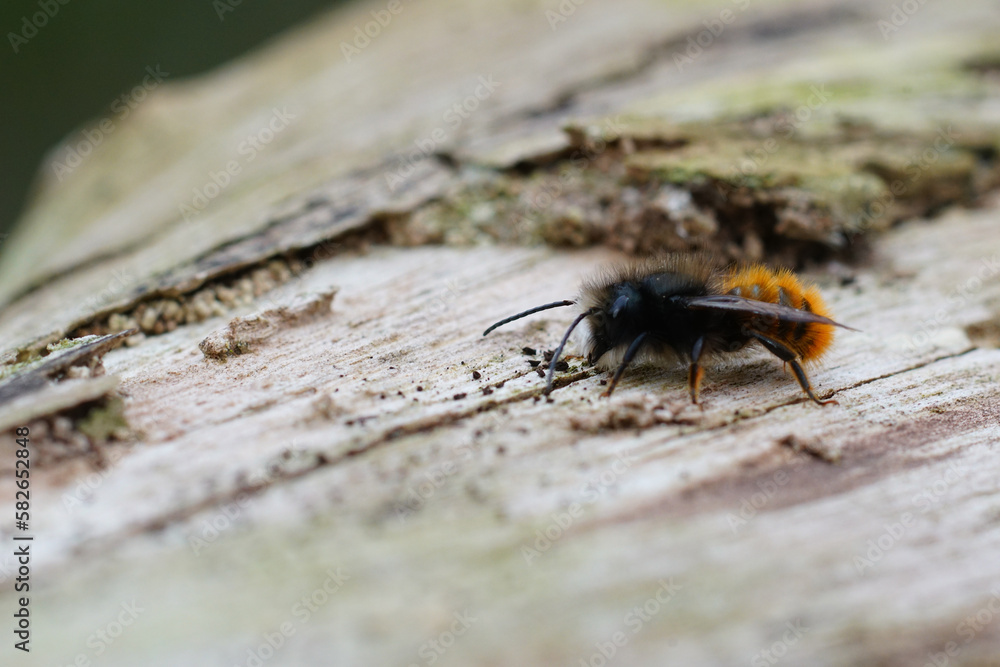 Closeup on a small black and orange fluffy male, European orchard horned mason solitary bee, Osmia cornuta Closeup on a small black and orange fluffy male, European orchard horned mason solitary bee, Osmia cornuta