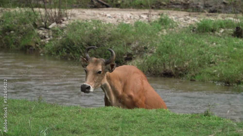 Banteng ,Bos javanicus living in nature at Huai Kha Khaeng National Park.
Banteng ,Bos javanicus living in nature at Huai Kha Khaeng National Park.
