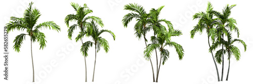 Palm trees shapes cut out transparent backgrounds 3d rendering png file