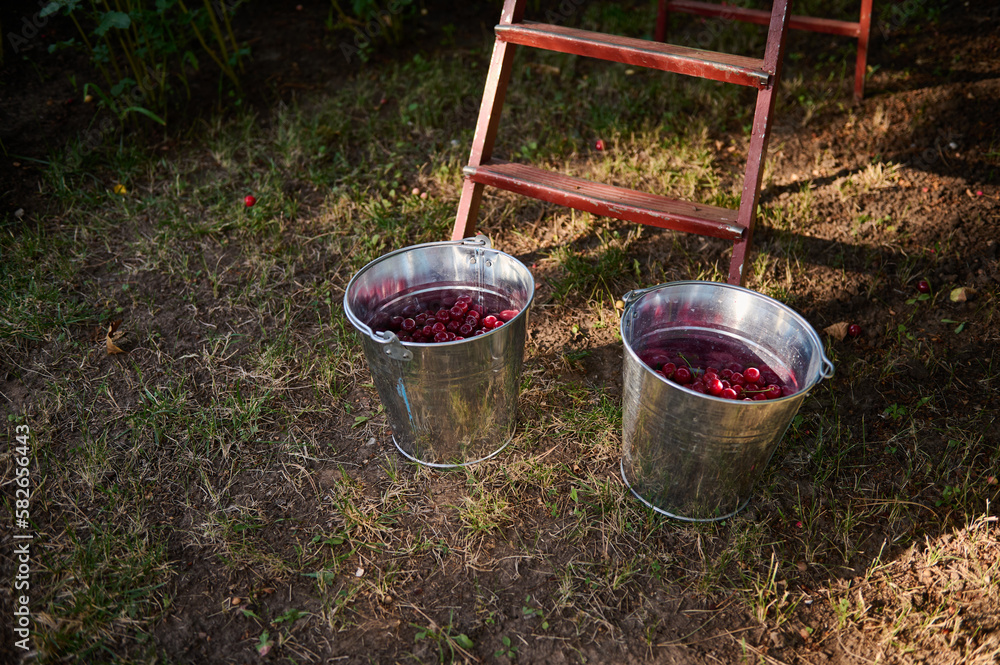 Fresh harvest of organic ripe mature sour cherries in a metal bucket near old ladder in orchard. Harvesting cherry berries. Agricultural hobby and business. Eco farming. Gardening Fresh harvest of organic ripe mature sour cherries in a metal bucket near old ladder in orchard. Harvesting cherry berries. Agricultural hobby and business. Eco farming. Gardening