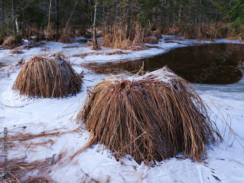 Frozen marshlands by Buraastjernet Lake, Hurdal, Norway. photo