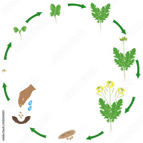 Life cycle of arugula plant on a white background.