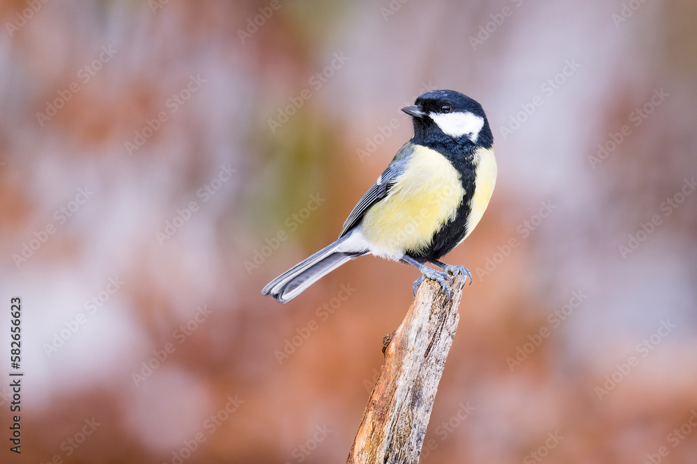 Great Tit (Parus Major) on branch. Wildlife scenery. Great Tit (Parus Major) on branch. Wildlife scenery.