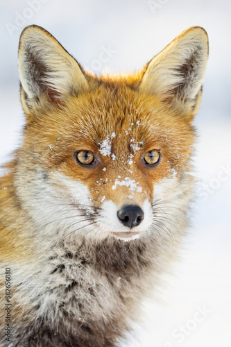 Red Fox (Vulpes vulpes) in winter time . Wildlife scenery.