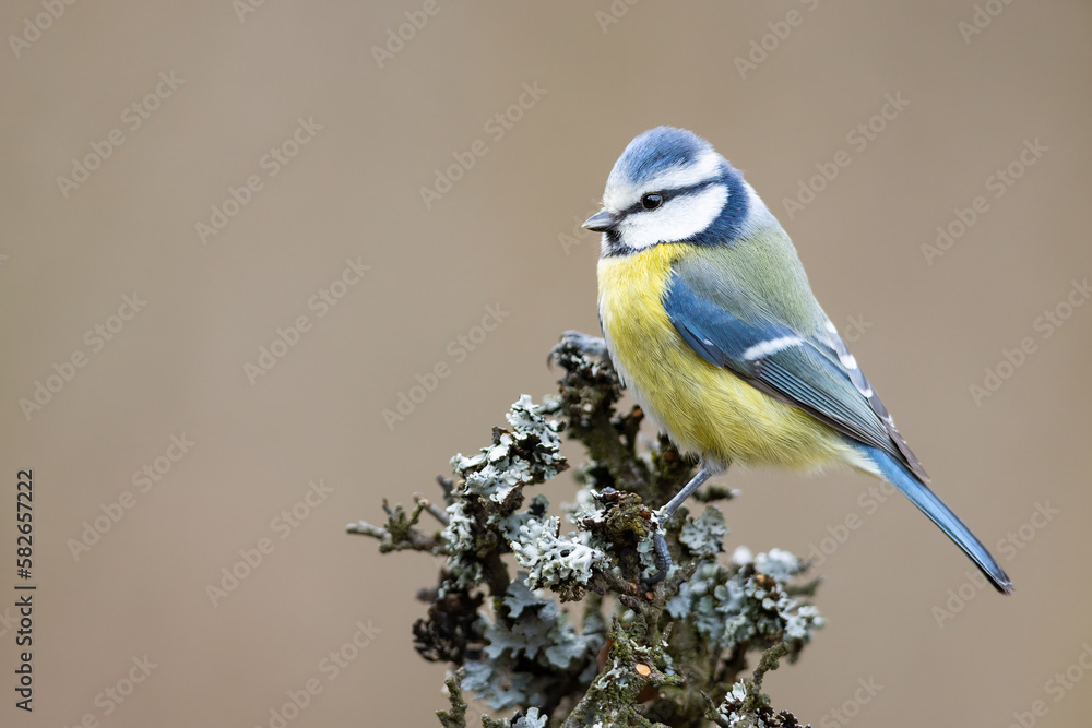 Obraz premium Eurasian blue tit(Cyanistes caeruleus)is a small songbird standing on a branch. Wildlife scenery. 