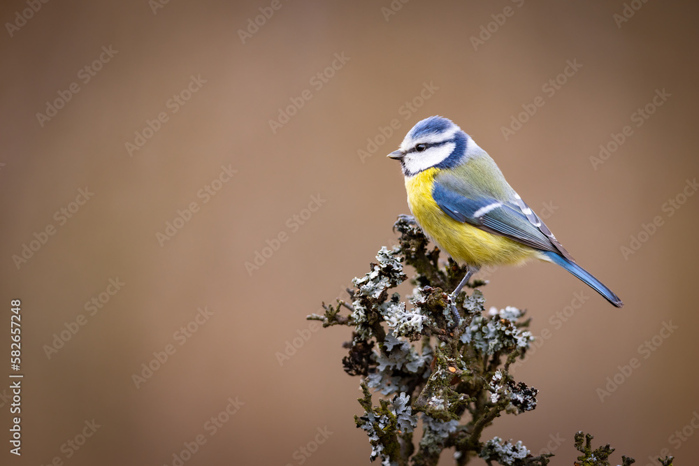 Eurasian blue tit(Cyanistes caeruleus)is a small songbird standing on a branch. Wildlife scenery. Eurasian blue tit(Cyanistes caeruleus)is a small songbird standing on a branch. Wildlife scenery.