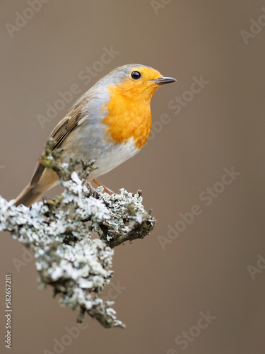 Erithacus rubecula. European robin sitting on the branch in the forest. Wildlife