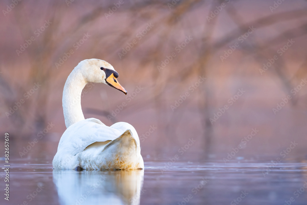 Mute swan (Cygnus olor) swim on the water. 