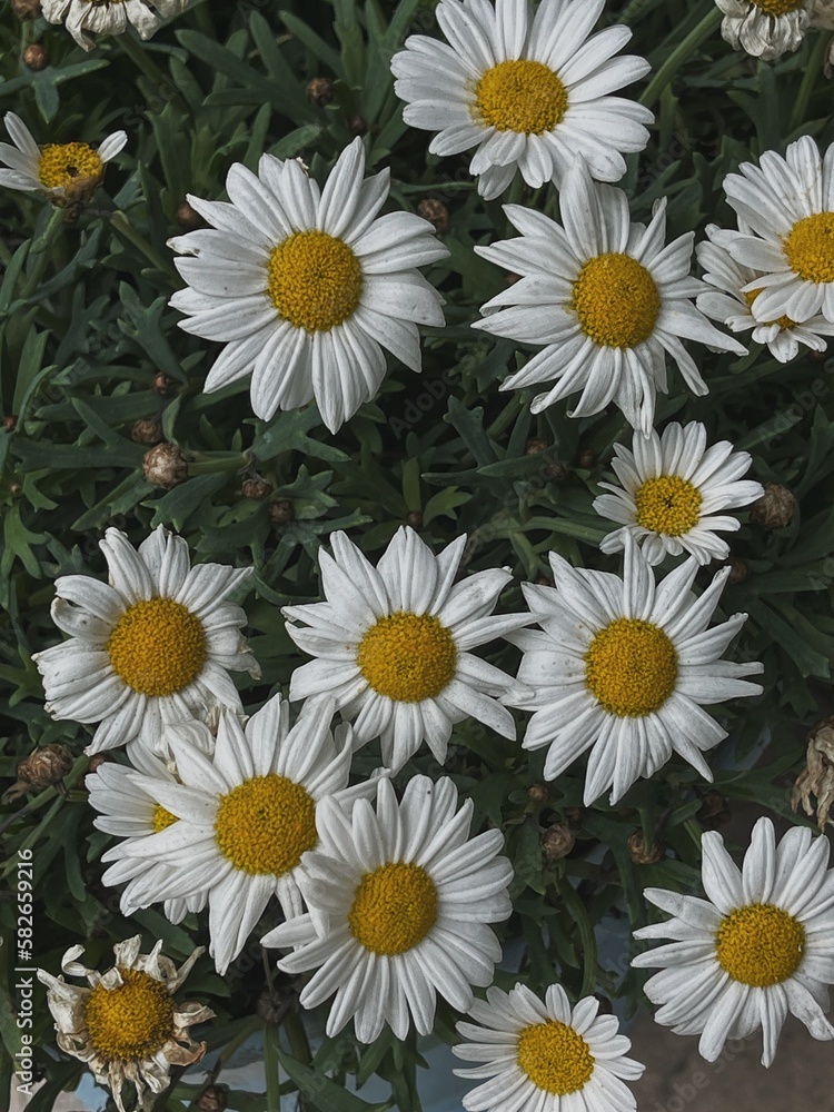 Fototapeta premium Chamomile daisy flowers pattern background. Abstract nature, floral texture