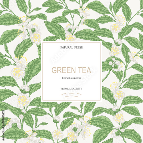 Tea background. Hand drawn Camellia sinensis plant. Green tea branches with leaves and flowers. Vector illustration.