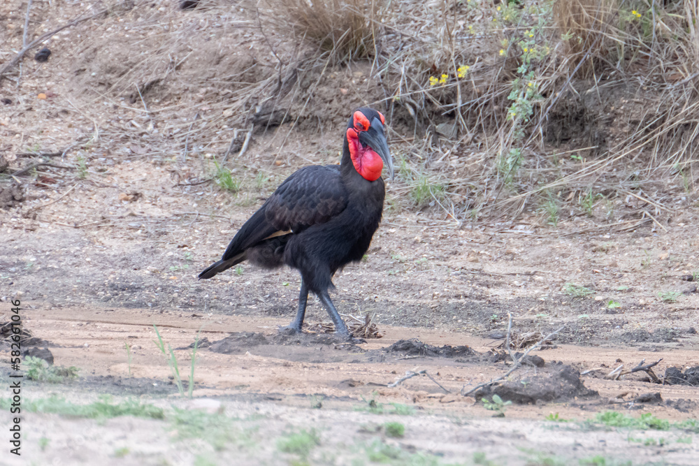 Obraz premium A Ground Hornbill (Bucorvus leadbeateri) in the Timbavati reserve, South Africa 