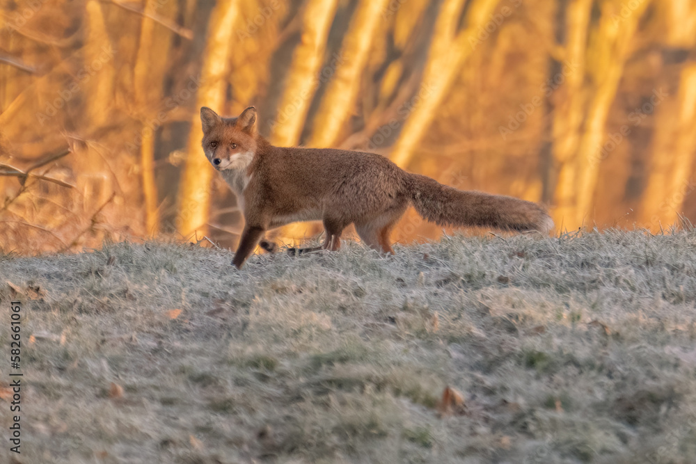 Red Fox (Vulpes vulpes) in late afternoon light crossing a frosty English field