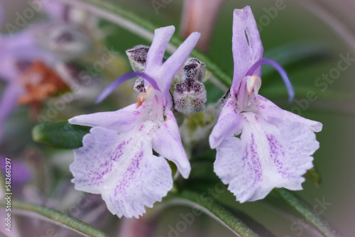 Closeup on 2 fragile pink flowers of the herbal Rosemary , Salvia Rosemarinus photo