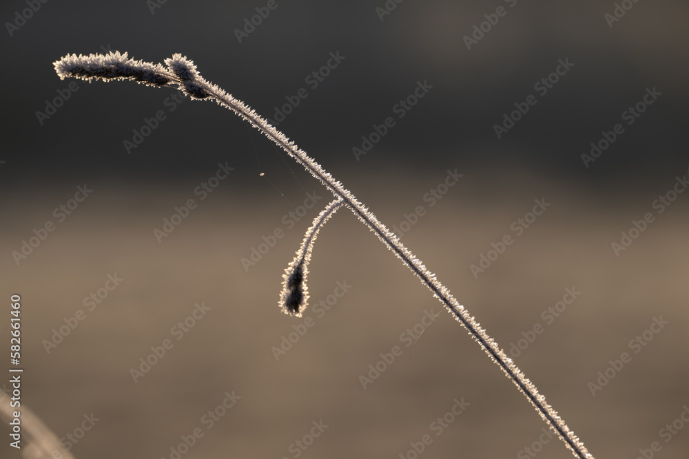 Close up image of frost on winter grass stem Close up image of frost on winter grass stem