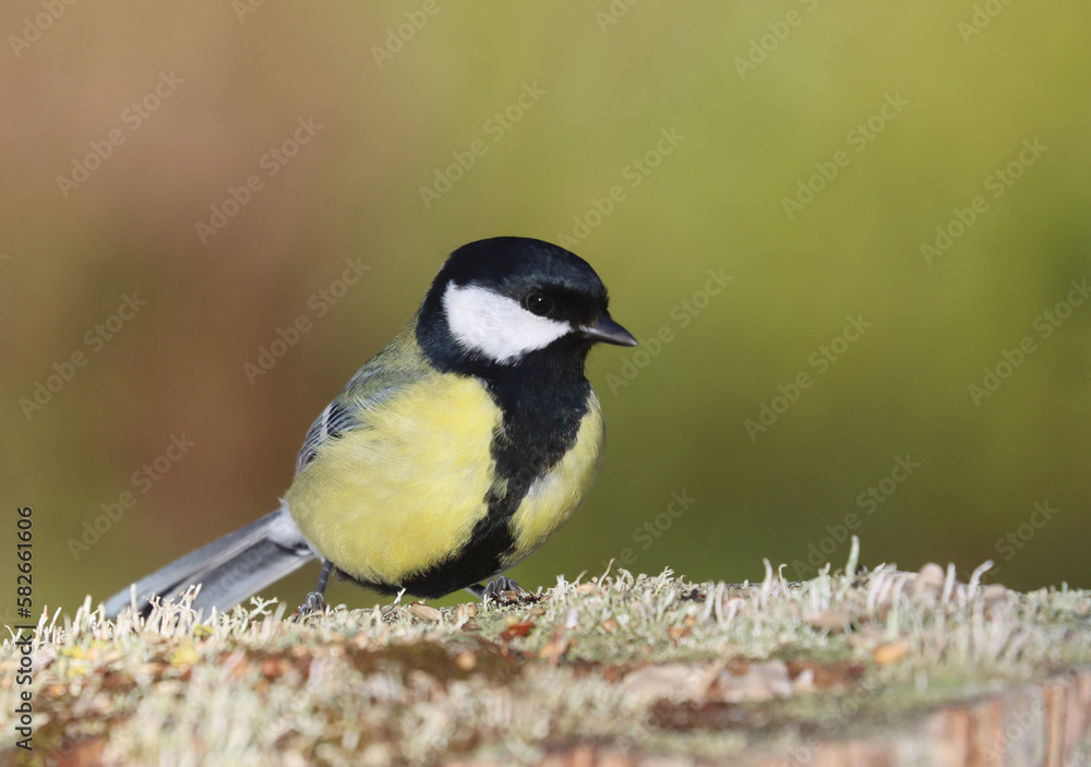 Naklejka premium Great tit