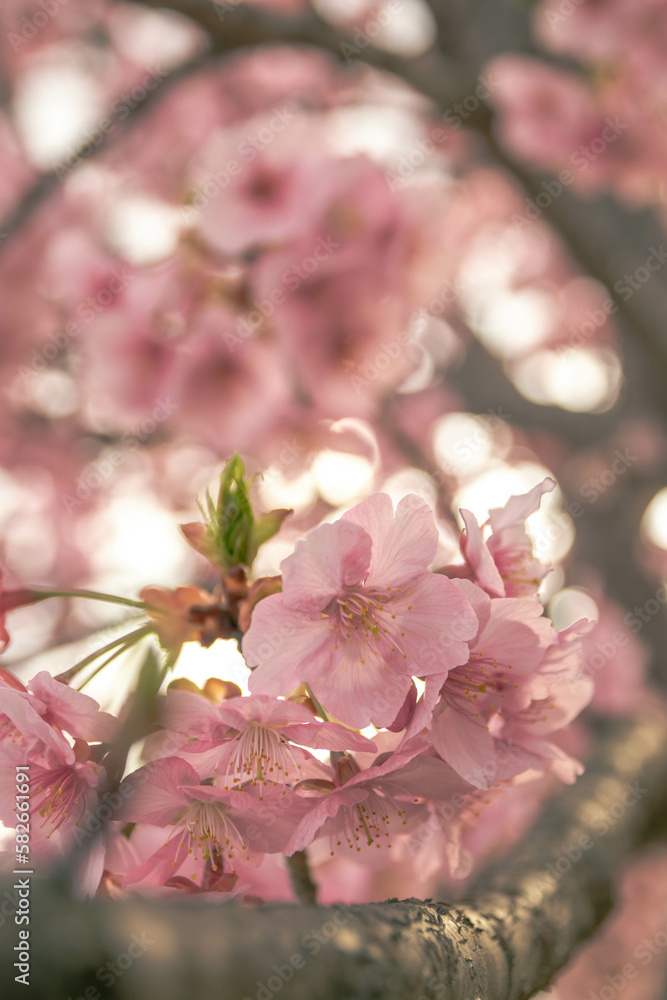 Naklejka premium 馬見丘陵公園の河津桜