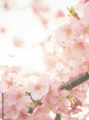 馬見丘陵公園の河津桜