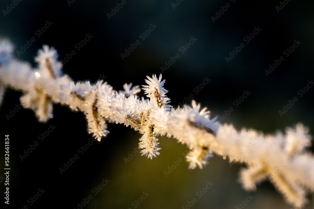 Close up image of frost crystals on barbed wire Close up image of frost crystals on barbed wire