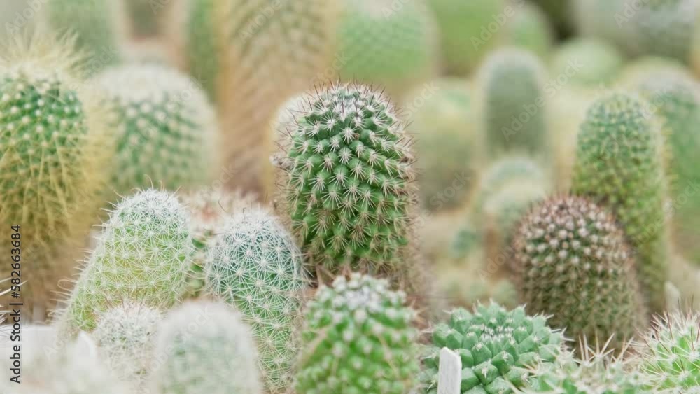 Variety of different sizes of cactus plants. Potted succulents indoors. Cactus nursery. Close-up in 4K, UHD Variety of different sizes of cactus plants. Potted succulents indoors. Cactus nursery. Close-up in 4K, UHD