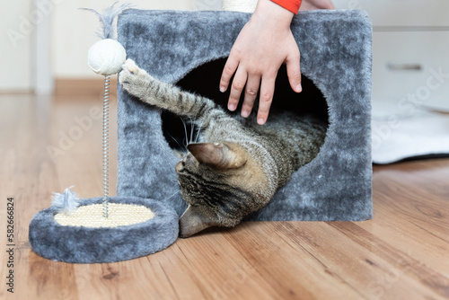 Playing cute cat in cat house with a pet toy. Kids hand playing with the cat.