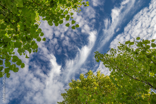 Bottom up view of scenic diagonal streak of bright sky with light clouds between green tree leaves