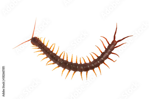 Centipede (Scolopendra sp.) Giant centipede isolated on transparent background. The top view of a living centipede, high resolution images shot in a studio room. png file. © Puttachat