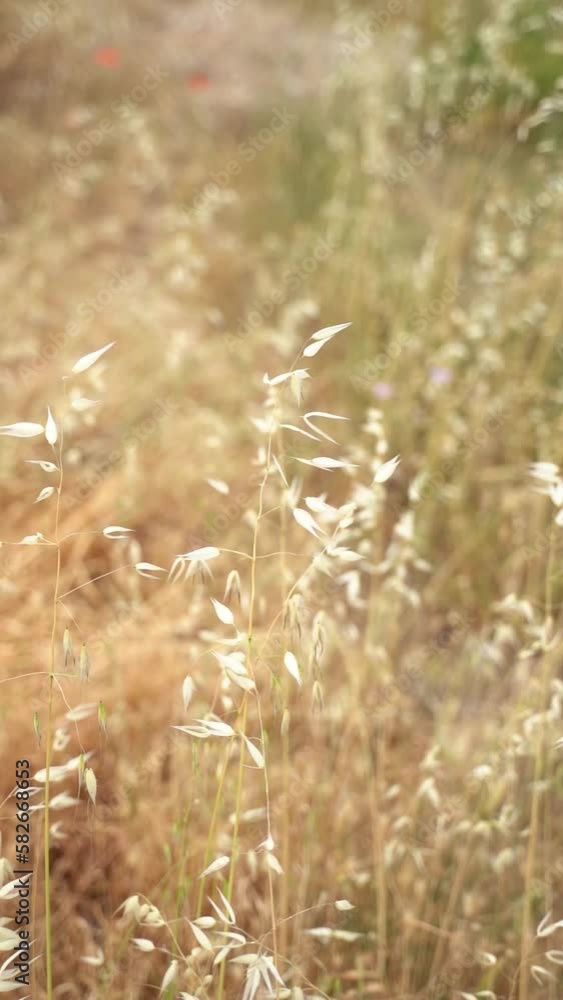 Vertical video of tall grass swaying on a wild meadow field Vertical video of tall grass swaying on a wild meadow field
