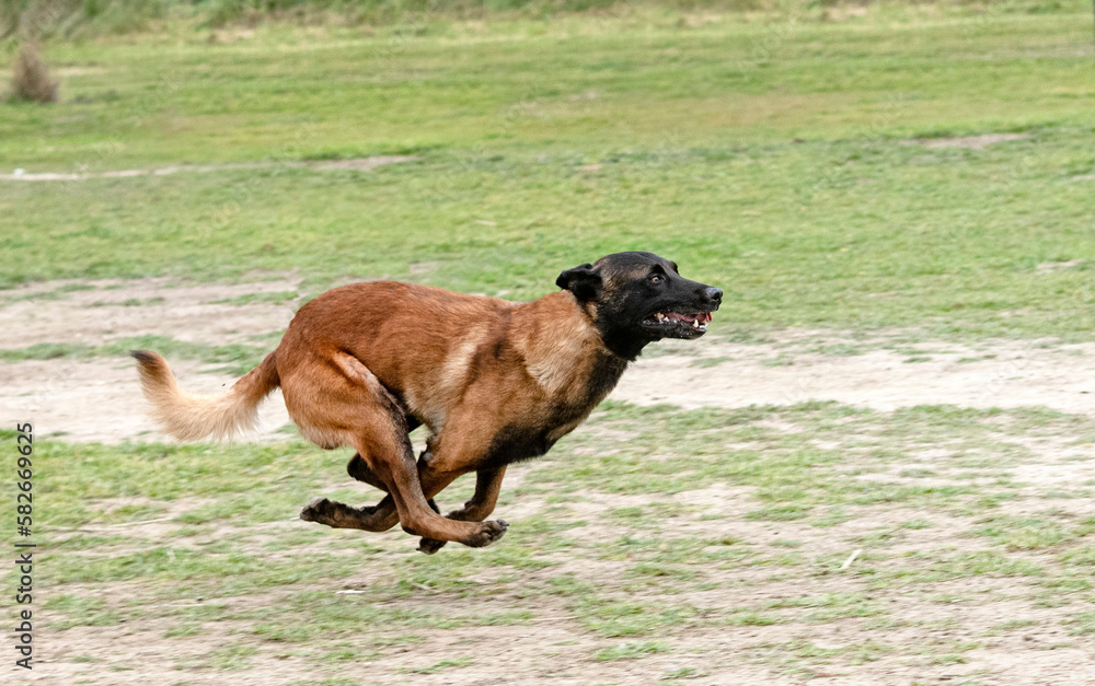 training of belgian shepherd