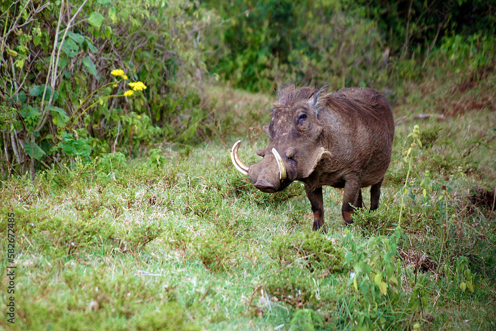 Warthog, Aberdare National Park, Kenya Warthog, Aberdare National Park, Kenya