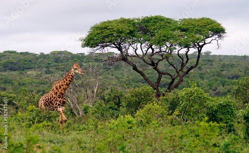 Giraffe, Umfolozi National Park, South Africa photo