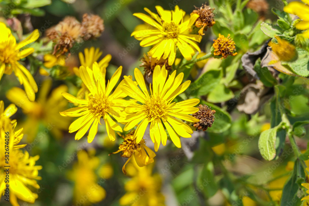 Yellow flowers of flowering plants close-up on a blurred background Yellow flowers of flowering plants close-up on a blurred background
