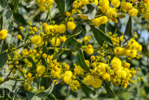 Yellow flowers of flowering plants close-up on a blurred background