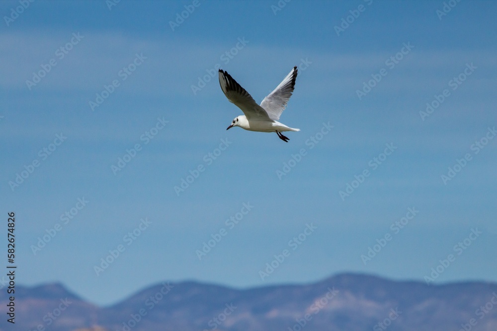 Obraz premium Gaviota reidora volando en el Parque Natural el Hondo, Crevillente, España