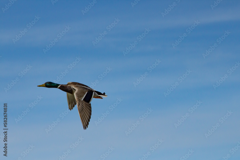 Pato Anas platyrhynchos volando con fondo de cielo azul con nubes en el Parque Natural el Hondo, España Pato Anas platyrhynchos volando con fondo de cielo azul con nubes en el Parque Natural el Hondo, España