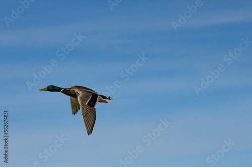 Pato Anas platyrhynchos volando con fondo de cielo azul con nubes en el Parque Natural el Hondo  Espa  a