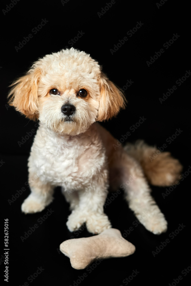 A portrait of beige Maltipoo puppy with a toy bone on a black background. Adorable Maltese and Poodle mix Puppy A portrait of beige Maltipoo puppy with a toy bone on a black background. Adorable Maltese and Poodle mix Puppy