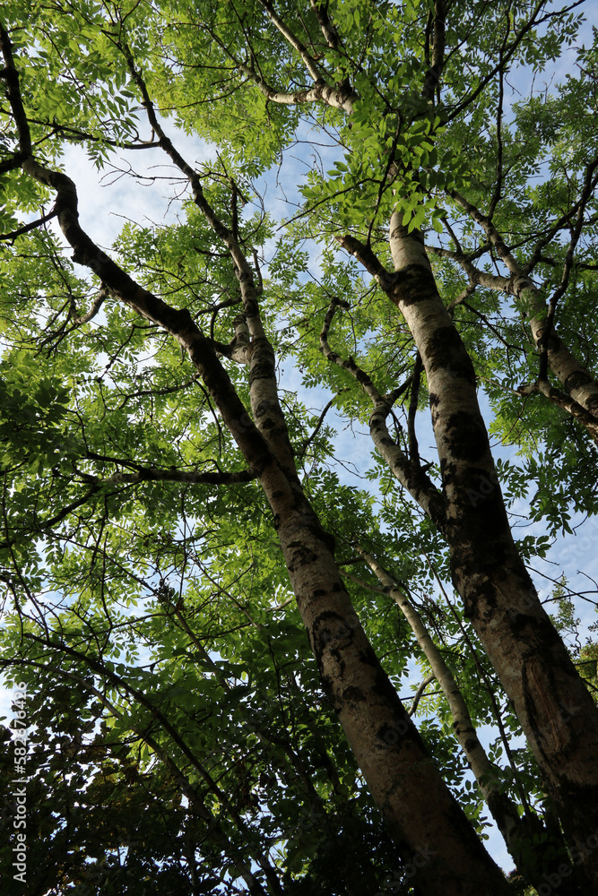 Acer pseudoplatanus - Sycamore - Sycamore maple