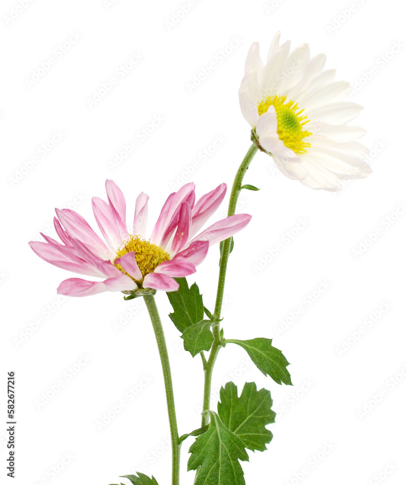 Fototapeta premium White daisy