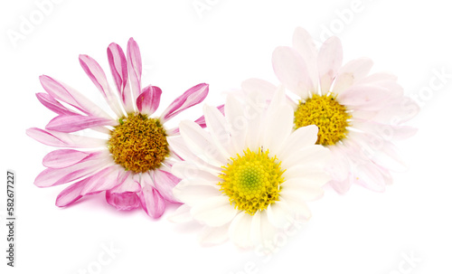 Assorted pink daisies