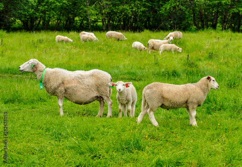 sheep on green pasture in the summer © Alf Terje Vollan
