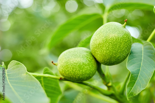 Wallpaper Mural Walnuts ripen on a tree branch Torontodigital.ca