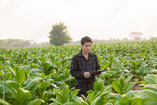 Asian male farmer using tablet to test tobacco leaves and choose a new cultivation method Young farmers and tobacco farming, agribusiness concept