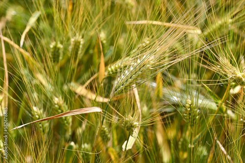 Grain ears in a field