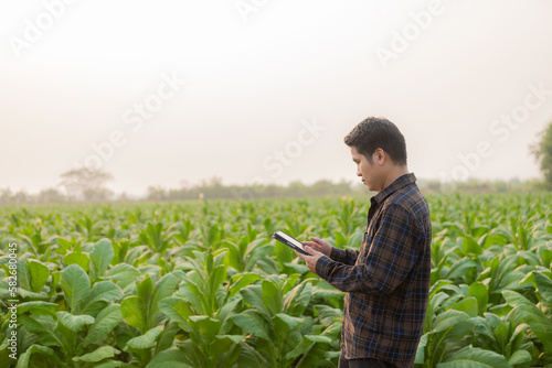 Asian male farmer using tablet to test tobacco leaves and choose a new cultivation method Young farmers and tobacco farming, agribusiness concept