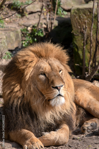 Close Up Of A Male Lion At Artis Zoo Amsterdam The Netherlands 17-3-2023