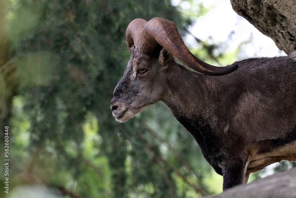 Fototapeta premium オスのスーチョワンバーラルの横顔