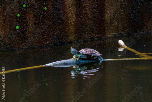 Red-eared aquatic turtle in the water of a city pond close-up. selective focus